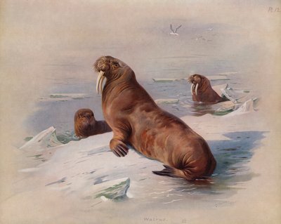 Walrus by Archibald Thorburn